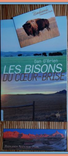 Les bisons du Coeur Brisé / Buffalo for the Broken Heart