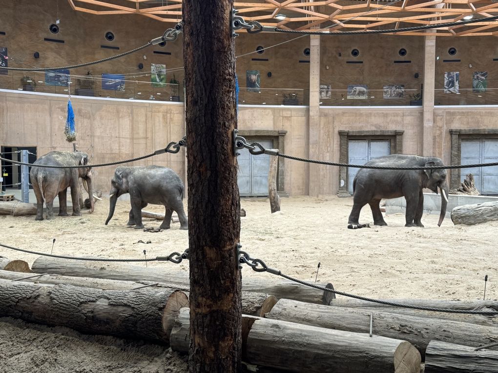 PL24 PSLL - Workshop in the zoo 