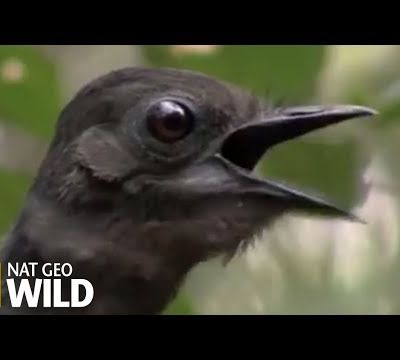 Un oiseau aux talents fous : l'oiseau lyre...