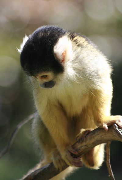 Petite aprés midi au Zoo de Londres, le plus beau encore jamais visité en ce qui me concerne