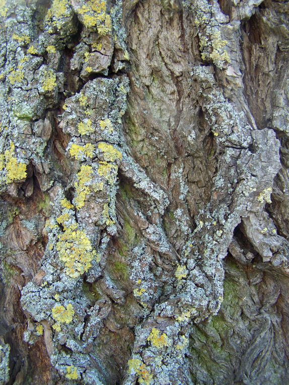 Album - ARBRES - FEUILLES