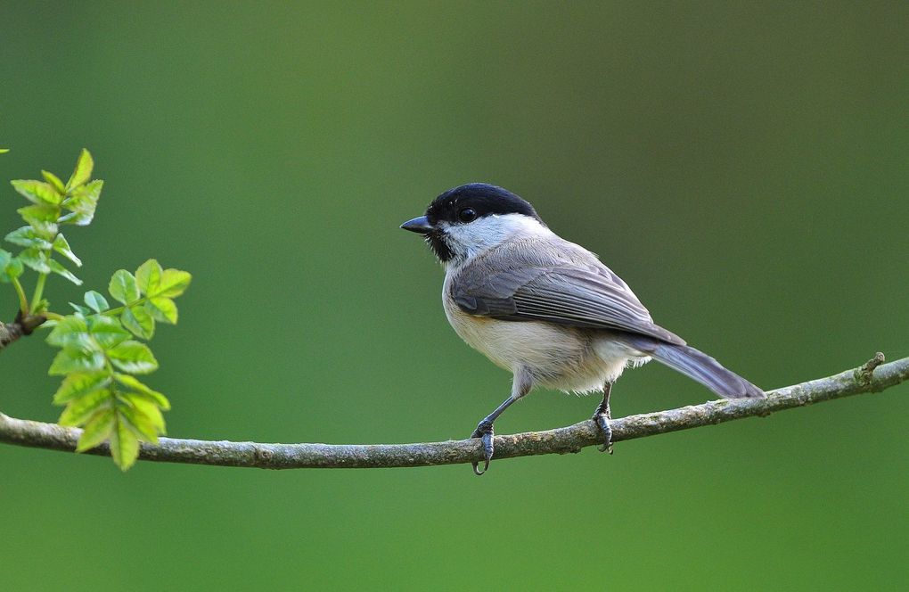 Couple de martins pêcheurs, mésange nonnette, mésange bleue, verdier d'Europe, grenouilles vertes.