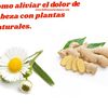 Plantas para dolor de cabeza 