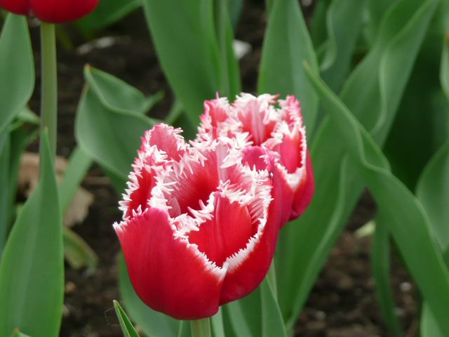 Quelques tulipes de Ottawa