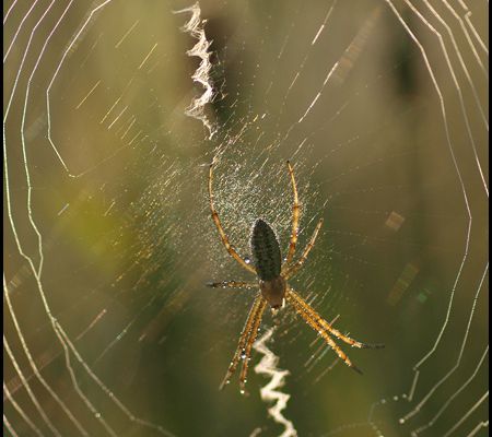 toile d'argiope