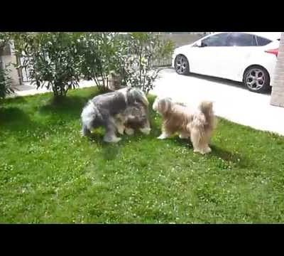 Filou, Cody et Griotte en plein jeu