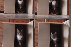 Katz und Kiste