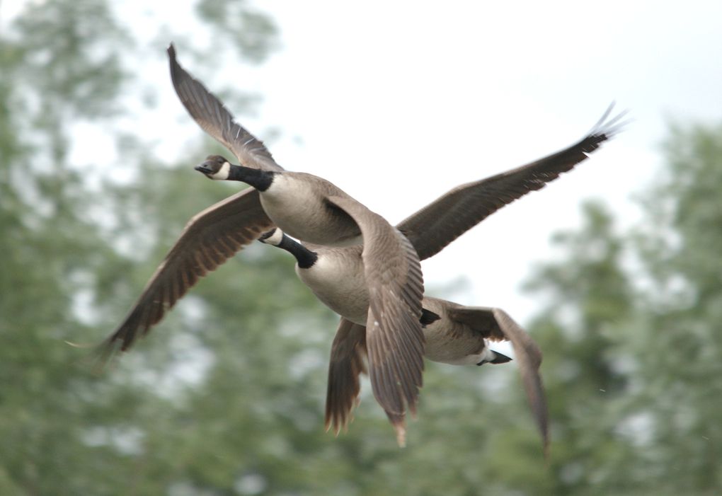 Album - Oiseaux-des-marais