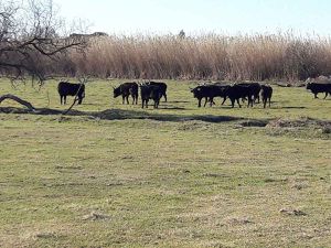 Camargue, les Salins de Giraud