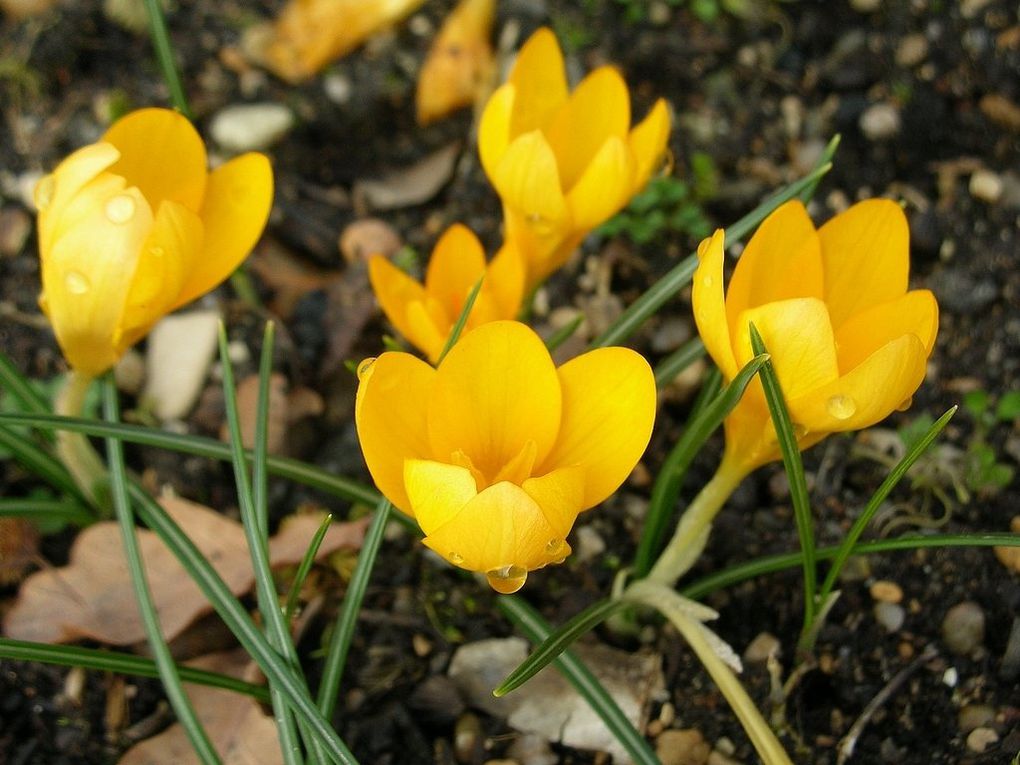 Mes photos personnelles de fleurs des Alpes du sud ou de mon jardin
-