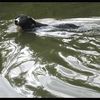 croisée loutre