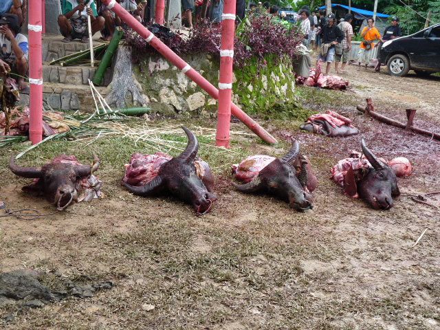 Du paradis des îles Togians et des peuples Bajaux aux rites du pays Toraja!!