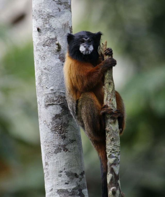 Album - Amazonie Napo Wildlife Center