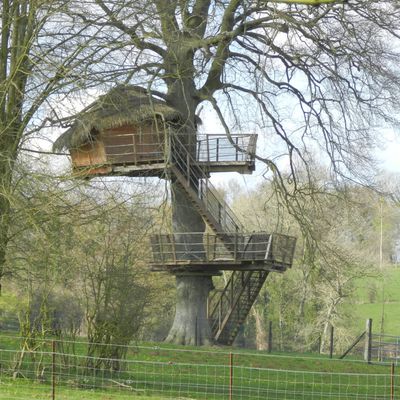 les cabanes dans les arbres