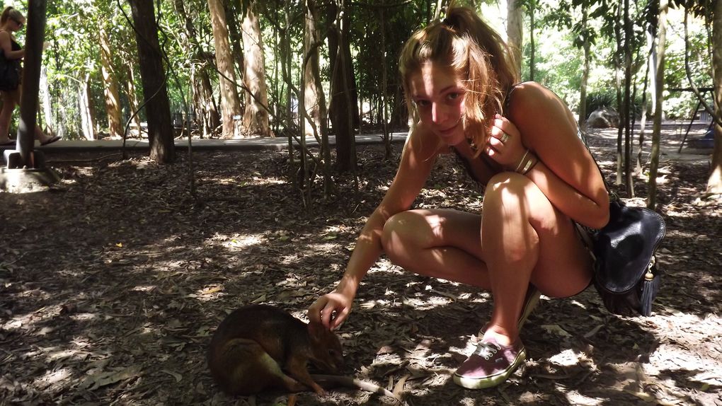 Dans le climat tropical du Queensland