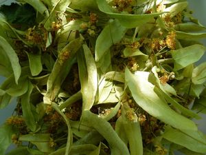 La cueillette des plantes médicinales et leur conservation