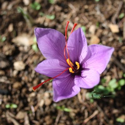 Pyrène Garcia Delesalle