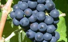 #Blush Wine Producers Arizona Vineyards